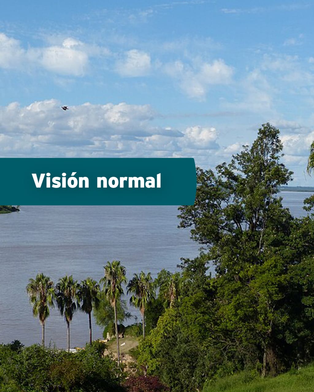 Visión normal